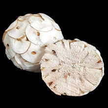 Load image into Gallery viewer, Sola balls for birds are lightweight, easy to chew and don't create splinters. Super for creating shreddable toys or use as-is for foot toys. Recommended for small birds up to intermediate sized birds who love softer textures. Balls measure approx 2-1/2" (as they are handmade, each ball will vary slightly in shape and size).