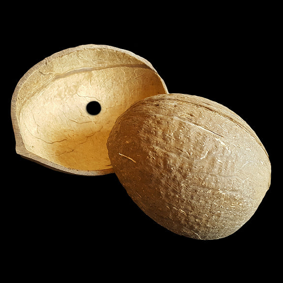 Natural coconut shell half measuring approx 3-1/2